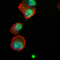 3 - Recombinant Anti-Sororin Rabbit mAb AP94999