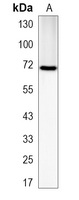 1 - Recombinant Anti-A-RAF Rabbit mAb AP95000