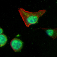 3 - Recombinant Anti-Ubiquitin Rabbit mAb AP95001