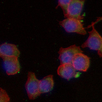 3 - Recombinant Anti-Mitofilin Rabbit mAb AP95002