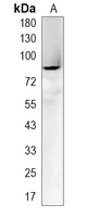 1 - Recombinant Anti-Mitofilin Rabbit mAb AP95002