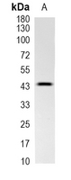 1 - Recombinant Anti-TSG101 Rabbit mAb AP95003