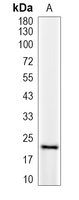 1 - Recombinant Anti-Peroxiredoxin 2 Rabbit mAb AP95004