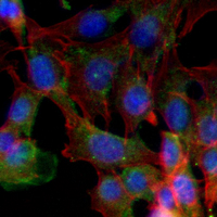 3 - Recombinant Anti-c-SRC Rabbit mAb AP95009
