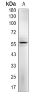 1 - Recombinant Anti-c-SRC Rabbit mAb AP95009