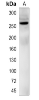 1 - Recombinant Anti-NG2 Rabbit mAb AP95015