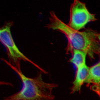 3 - Recombinant Anti-CD156b Rabbit mAb AP95018