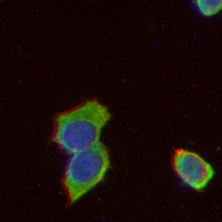 3 - Recombinant Anti-CD74 Rabbit mAb AP95019