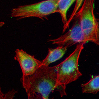 3 - Recombinant Anti-NQO1 Rabbit mAb AP95021
