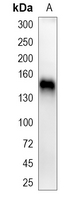 1 - Recombinant Anti-CTCF Rabbit mAb AP95025