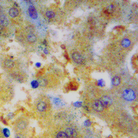 19 - Recombinant Anti-ATP5A1 Rabbit mAb AP95029