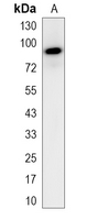 1 - Recombinant Anti-VCP Rabbit mAb AP95030