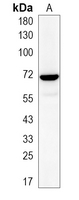 1 - Recombinant Anti-Ku70 Rabbit mAb AP95033