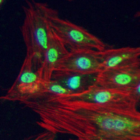 3 - Recombinant Anti-GATA4 Rabbit mAb AP95035
