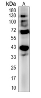 1 - Recombinant Anti-PML Rabbit mAb AP95037