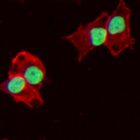3 - Recombinant Anti-53BP1 Rabbit mAb AP95038