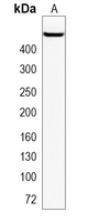 1 - Recombinant Anti-53BP1 Rabbit mAb AP95038