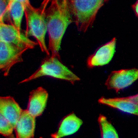 3 - Recombinant Anti-PRKAR2B Rabbit mAb AP95039