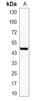 1 - Recombinant Anti-IKK gamma Rabbit mAb AP95041