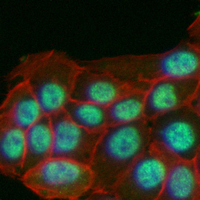 3 - Recombinant Anti-Rpb1 CTD (Phospho-S2) Rabbit mAb AP95042