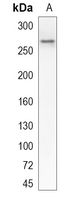 1 - Recombinant Anti-Rpb1 CTD (Phospho-S2) Rabbit mAb AP95042