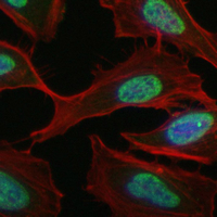 3 - Recombinant Anti-Rpb1 CTD (Phospho-S5) Rabbit mAb AP95043