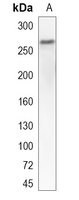 1 - Recombinant Anti-Rpb1 CTD (Phospho-S5) Rabbit mAb AP95043