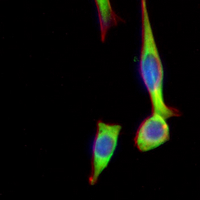 3 - Recombinant Anti-CRISPR Cas9 SA Rabbit mAb AP95045