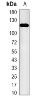 1 - Recombinant Anti-CRISPR Cas9 SA Rabbit mAb AP95045