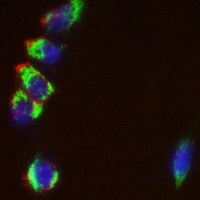 3 - Recombinant Anti-CRISPR Cas9 SP Rabbit mAb AP95046