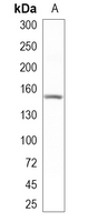 1 - Recombinant Anti-CRISPR Cas9 SP Rabbit mAb AP95046