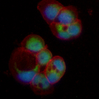 3 - Recombinant Anti-NFAT2 Rabbit mAb AP95047