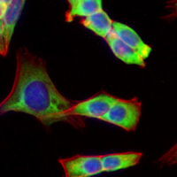 3 - Recombinant Anti-MRP2 Rabbit mAb AP95049