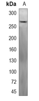 1 - Recombinant Anti-MRP2 Rabbit mAb AP95049