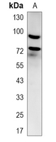 1 - Recombinant Anti-Calpain 1 Rabbit mAb AP95056
