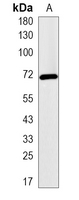 1 - Recombinant Anti-RELB Rabbit mAb AP95057