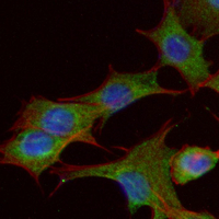 3 - Recombinant Anti-USP14 Rabbit mAb AP95058