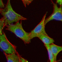 3 - Recombinant Anti-ATG4B Rabbit mAb AP95059
