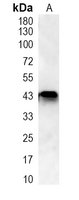 1 - Recombinant Anti-ATG4B Rabbit mAb AP95059