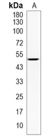 1 - Recombinant Anti-ATG4C Rabbit mAb AP95060