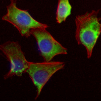 3 - Recombinant Anti-EP2 Rabbit mAb AP95064