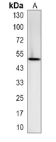 1 - Recombinant Anti-EP2 Rabbit mAb AP95064