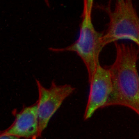 3 - Recombinant Anti-HADH2 Rabbit mAb AP95065