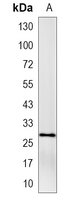 1 - Recombinant Anti-HADH2 Rabbit mAb AP95065