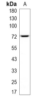 1 - Recombinant Anti-MTA2 Rabbit mAb AP95066