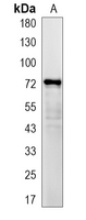 1 - Recombinant Anti-Emt Rabbit mAb AP95067