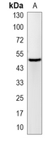 1 - Recombinant Anti-PDCD4 Rabbit mAb AP95068
