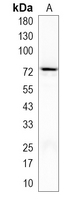 1 - Recombinant Anti-PKC epsilon Rabbit mAb AP95073