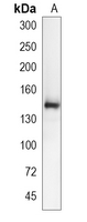 1 - Recombinant Anti-GHR Rabbit mAb AP95076