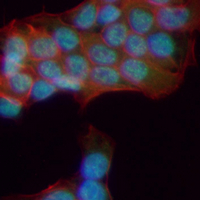 3 - Recombinant Anti-SIN3A Rabbit mAb AP95077